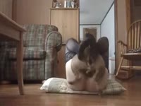 Big ass babe having dog sex on the floor
